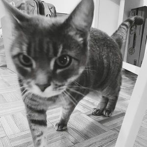 Meet your Posher, Murphy